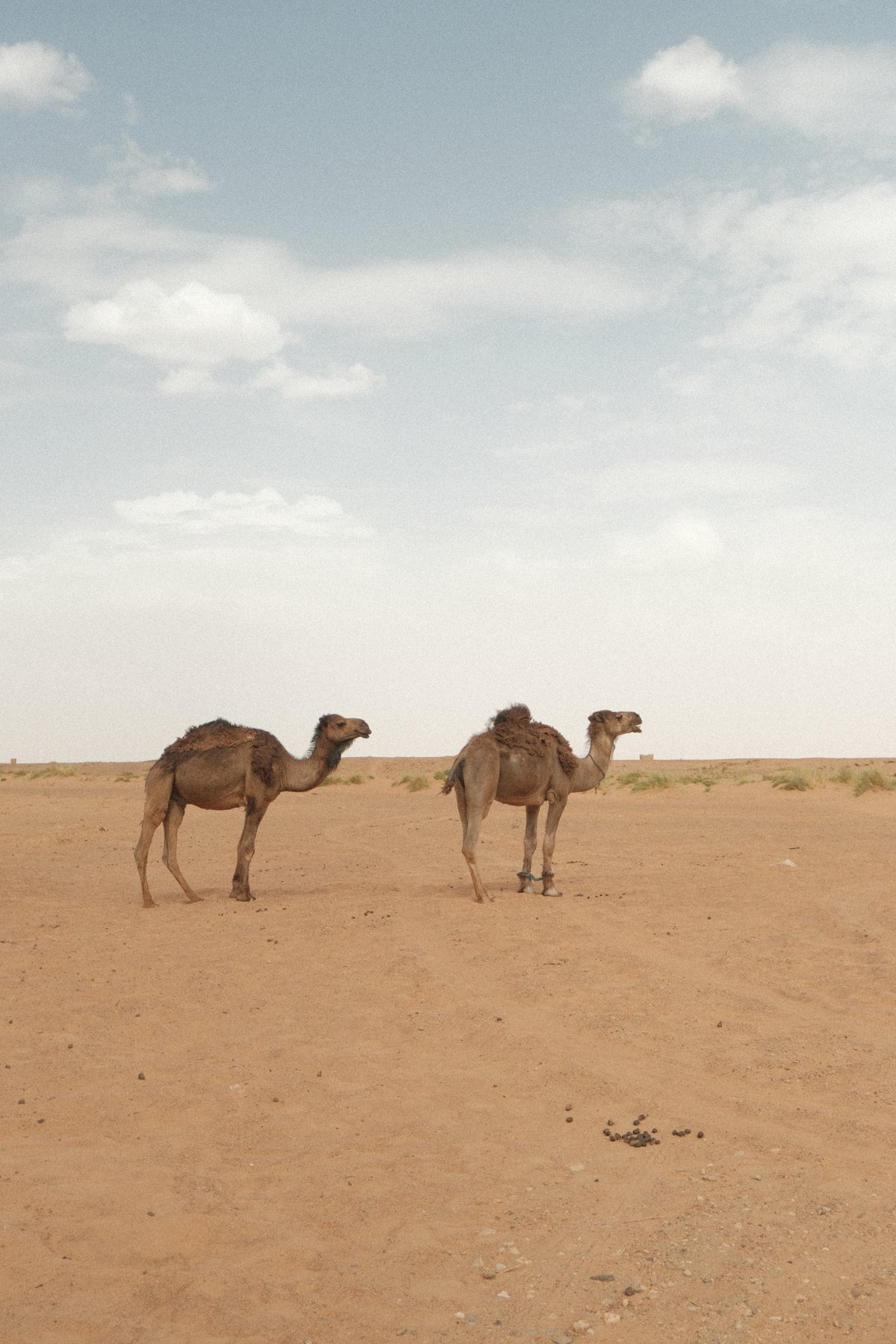 Two camels on the sandy landscape of the Sahara Desert in Morocco