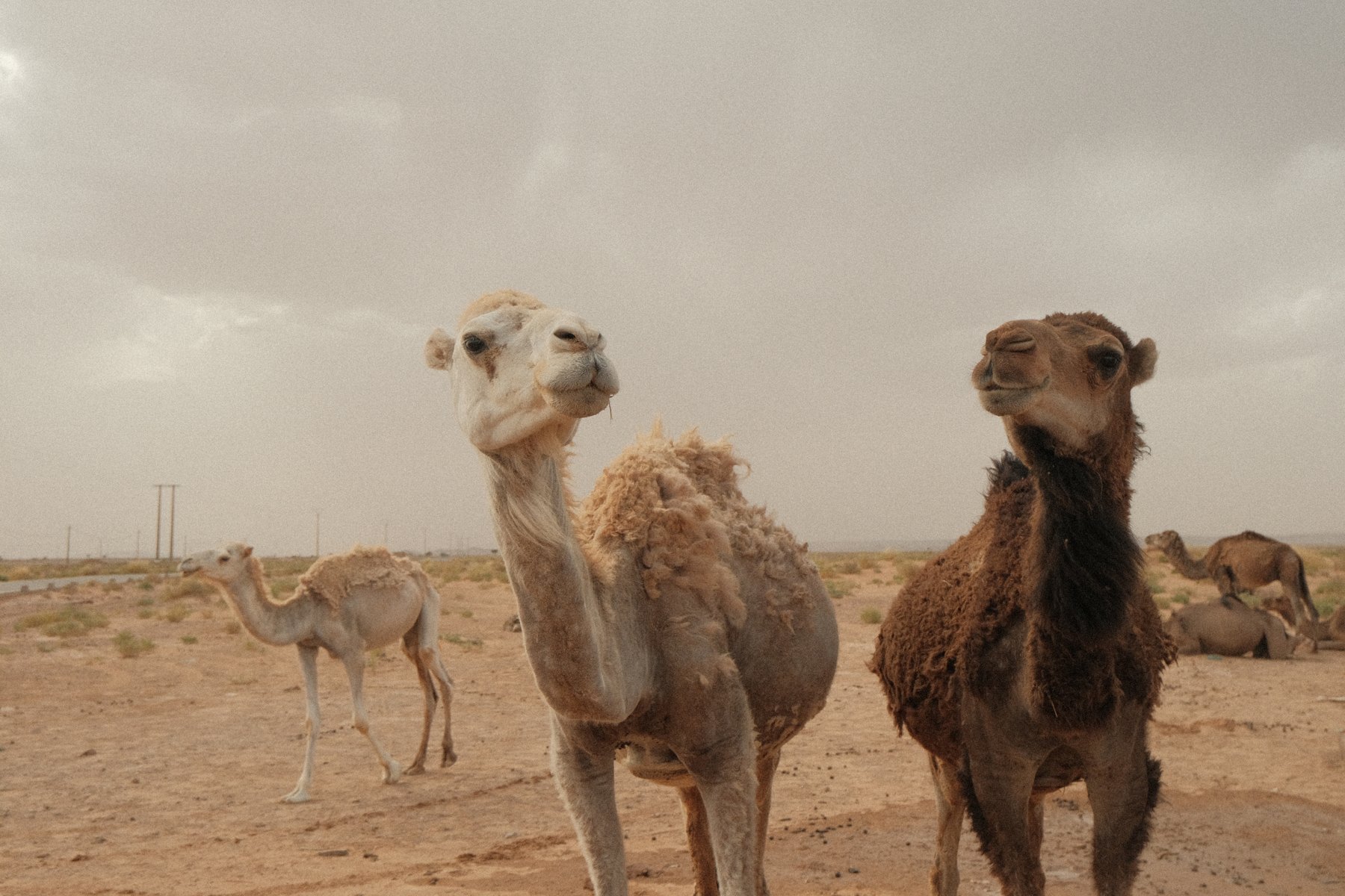 Camels standing on the sand beneath a cloudy sky in the Sahara Desert, Morocco